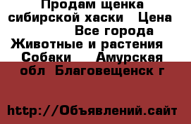 Продам щенка сибирской хаски › Цена ­ 8 000 - Все города Животные и растения » Собаки   . Амурская обл.,Благовещенск г.